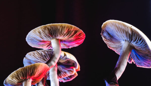 Psilocybin and Neuroplasticity: How Magic Mushrooms May Influence Brain Connectivity