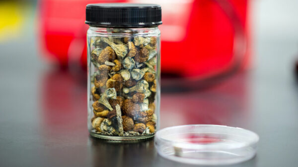 How to Store Magic Mushrooms Properly: A Complete Guide