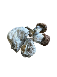 MAKILLA
