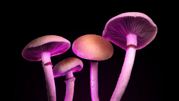 How Long Do Magic Mushrooms Last? Effects Timeline Explained
