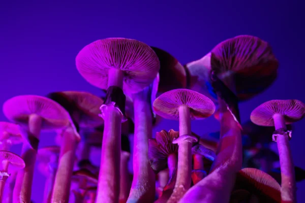 Why Mushroom Capsules Are One of the Most Convenient Psilocybin Products