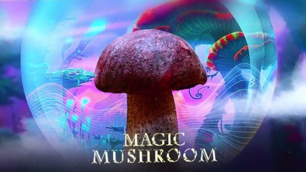 Magic Mushrooms and PTSD: Exploring the Potential of Psilocybin in Trauma Therapy