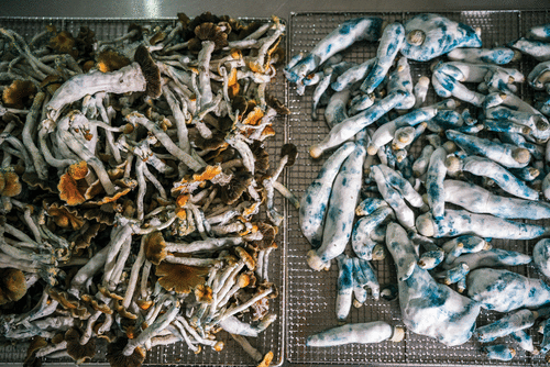 How to Choose High-Quality Magic Mushrooms Online