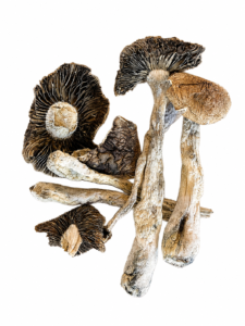 AG
